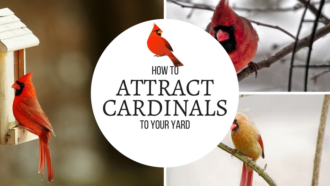 How to Attract Cardinals