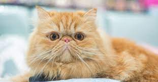 Persian Cat Price In India